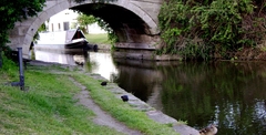 A Summer's day ramble